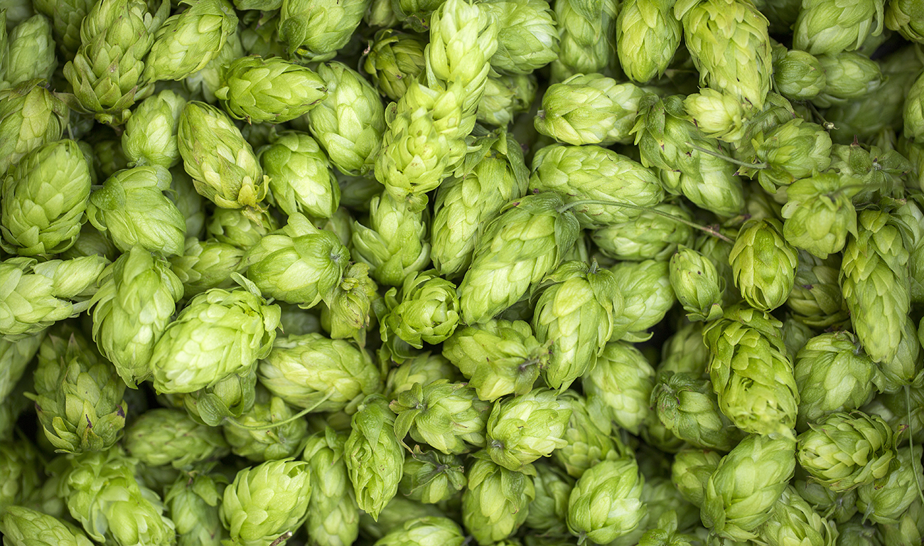 Produzione artigianale di birra: come nasce una birra fatta bene